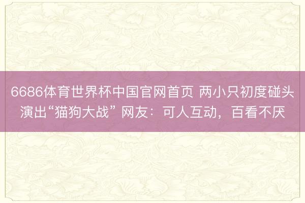 6686体育世界杯中国官网首页 两小只初度碰头演出“猫狗大战” 网友：可人互动，百看不厌